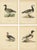 Swedish Birds, 1929, Lithographs, Set of 4 For Sale