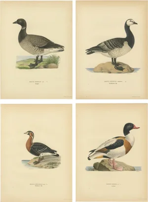 Swedish Birds, 1929, Lithographs, Set of 4