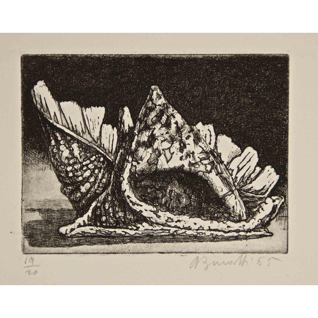 Armando Buratti, Two Shells, Etching, 1965 For Sale