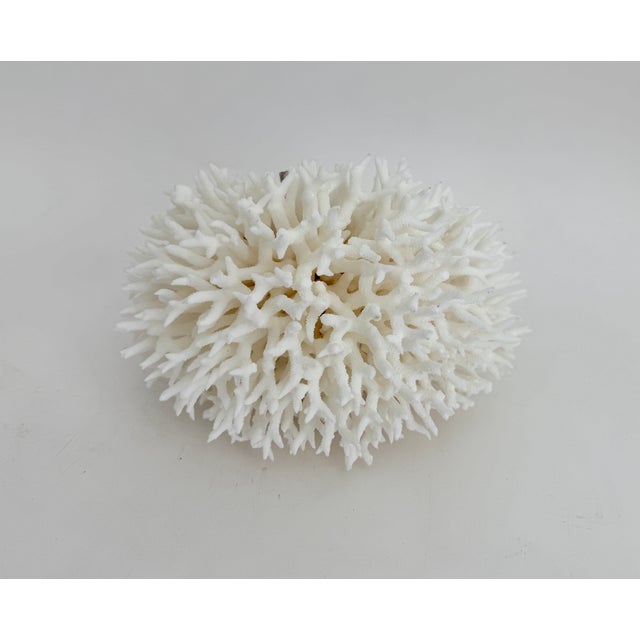 Large natural Birdsnest coral specimen, each piece cleaned and trimmed from its natural raw state. We hand select every...