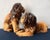 Pair of Vintage Hand Painted Lion Statues For Sale In Houston - Image 6 of 8