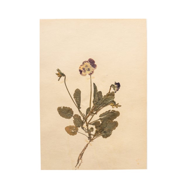 Rustic European Vintage Swedish Herbarium - Viola, Circa 1938 For Sale - Image 3 of 5