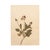 Rustic European Vintage Swedish Herbarium - Viola, Circa 1938 For Sale - Image 3 of 5