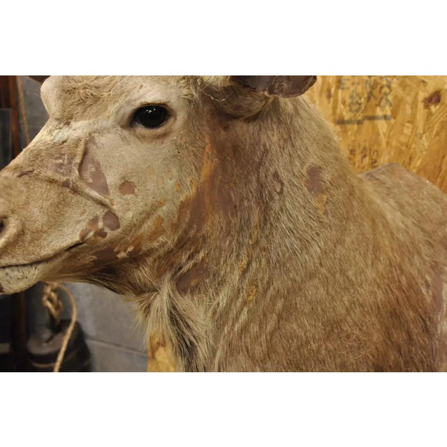 Brown Vintage Greater Kudu African Shoulder Mount Large Taxidermy For Sale - Image 8 of 12