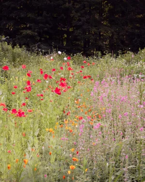 Flower Garden in Bloom Photograph, Large 40 X 50" Fine Art Photography Print, 'Untitled'