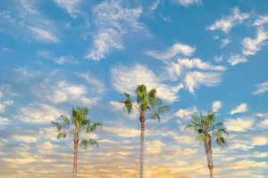Three Los Angeles Palm Trees Landscape Photograph by Richard Silver, 24 x 36
