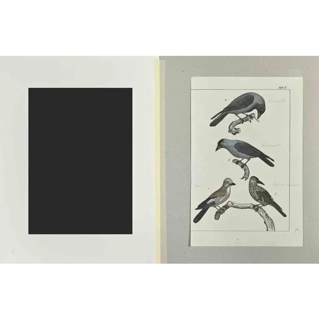 Crow is an Etching hand colored realized by Gotthilf Heinrich von Schubert - Johann Friedrich Naumann, Illustration from...