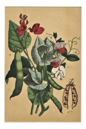 Old 1860s Matted French Chromolithograph-Vegetable-Peas Botanical