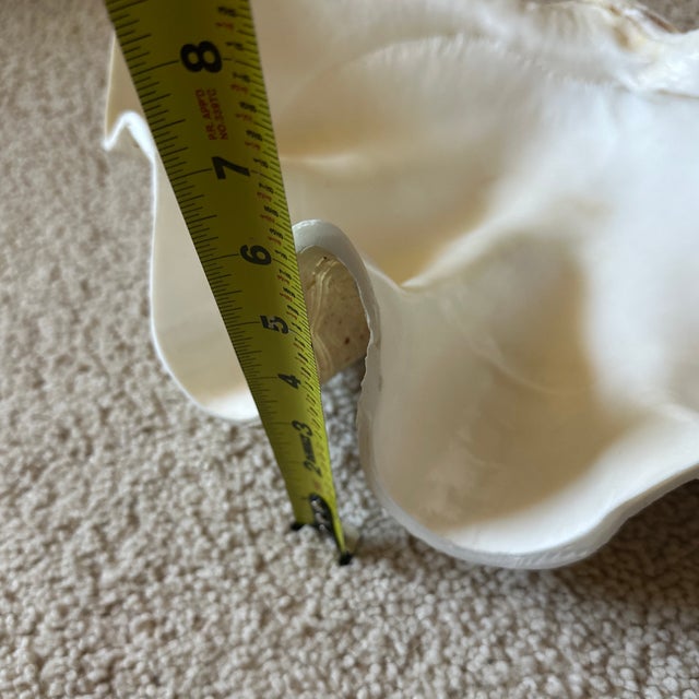 1950s Large 9 Pounds Genuine Ocean Giant Clam Shell Real Tridacna Gigas 16.5 Inch by 11” For Sale - Image 9 of 11