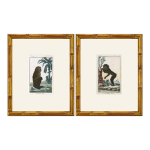 Pair of Original Early 19th Century French Monkey Engravings 1800