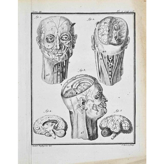 Plate from Buffon's Histoire Naturelle, Tome III – Pl. 9, p. 228 This finely engraved copperplate presents a comprehensive...