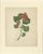 Title: two stems with red flowers – original botanical watercolor by a.l., 1819 description: a refined original botanical...