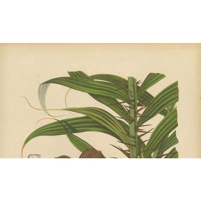 Hoola van Nooten, Salak Palm Botanical, 1880, Chromolithograph For Sale - Image 5 of 10