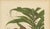 Hoola van Nooten, Salak Palm Botanical, 1880, Chromolithograph For Sale - Image 5 of 10