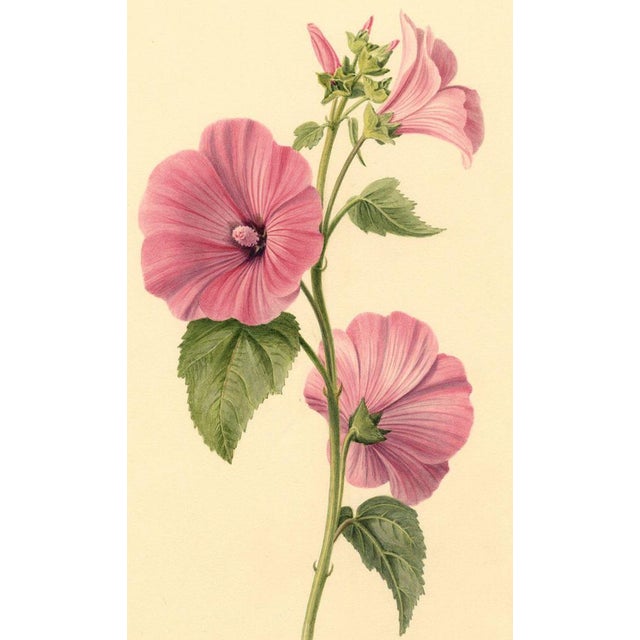 S. Twopenny, Pink Lavatera Mallow Flower, 1839, Watercolour For Sale - Image 4 of 6