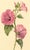 S. Twopenny, Pink Lavatera Mallow Flower, 1839, Watercolour For Sale - Image 4 of 6