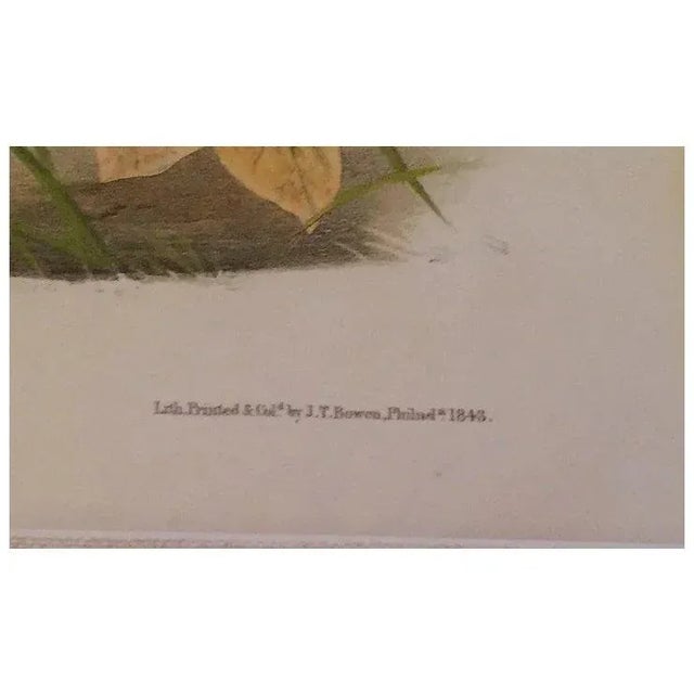 Antique 19th c. John James Audubon large hand colored lithograph from "The Viviparous Quadrupeds of North America"....