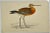 Antique Hand Colored Bird Print From England Showcasing a Black-Tailed Godwit - Circa 1880. Please note the rare typo on...