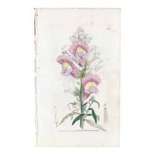 Antique Hand-Colored Botanical Print by the Sowerby Family — English Botany Series (C. 19th Century) K For Sale
