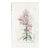 Antique Hand-Colored Botanical Print by the Sowerby Family — English Botany Series (C. 19th Century) K For Sale