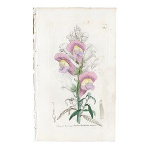 Antique Hand-Colored Botanical Print by the Sowerby Family — English Botany Series (C. 19th Century) K