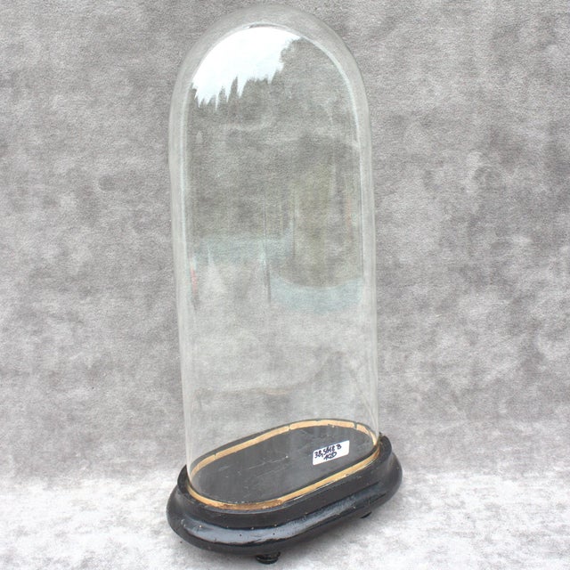 Victorian Antique Oval Glass Dome 15.16 X 7.09 X 3.94 Special Size Bell Jar Victorian Era 38,5 X 18 X 10 Cm Unique Collectible Timepiece Home Decor For Sale - Image 3 of 11