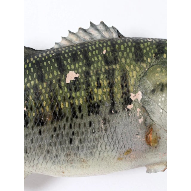 Mid 20th Century Vintage Bass Fish Wall Mount For Sale - Image 5 of 9