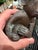 Coffee Vintage Patinated Cast Metal Monkey Sculpture, 7.5” For Sale - Image 8 of 10
