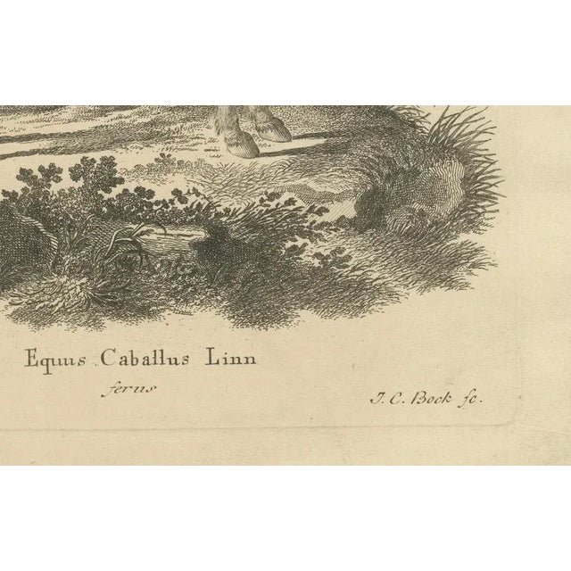 Borifow, Horse, Paper For Sale - Image 4 of 9