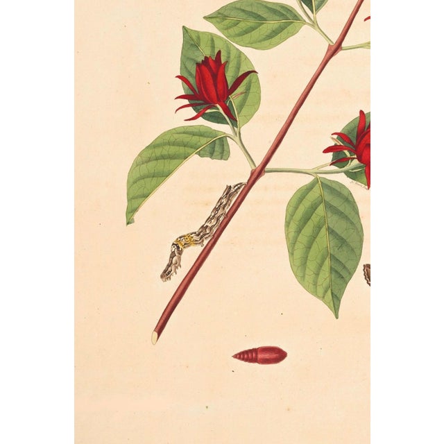Not Yet Made - Made To Order Antique Botanical Study With Moths, 1797 Vintage Art Print Reproduction, 16" X 24" For Sale - Image 5 of 10