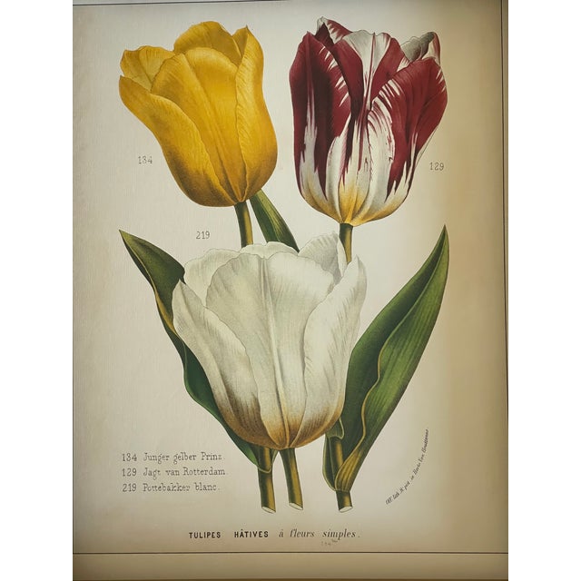 Beautiful vintage Van Houtte Chromolithographs on paper of tulips, in gold tone frame.
