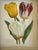 Beautiful vintage Van Houtte Chromolithographs on paper of tulips, in gold tone frame.