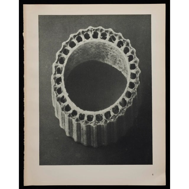 1920s Original Karl Blossfeldt Photogravure Botanical Print For Sale - Image 5 of 5