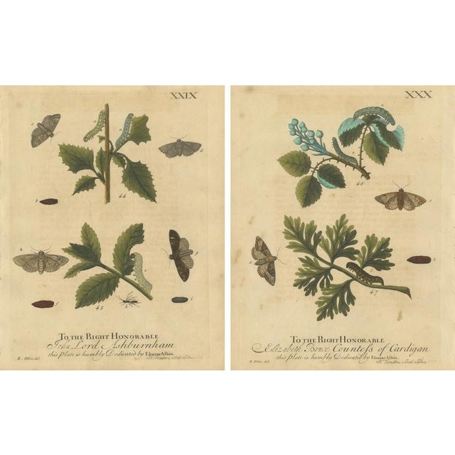 Albin, Moths & Caterpillars on Woodland Plants, Hand-Colored Prints, Set of 2 For Sale - Image 4 of 9