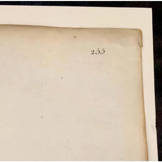 Phalangium Liliastrum Hand Painted Colored Engraving Signed p.j. Redoute For Sale - Image 10 of 13