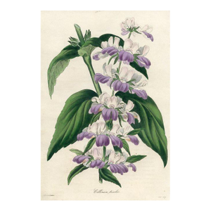 1836, Purple Innocence Botanical Print From Joseph Paxton, Original Antique Botanical Print, Lithograph, Hand-Colored, England