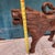 Vintage Hand-Carved Hardwood Lion Sculpture With Gulati Label, 20" For Sale In Atlanta - Image 6 of 10