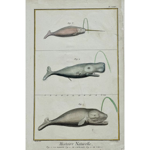 Original engraving featuring the North Atlantic right whale, sperm whale and the narwhal. By Benard, after a drawing by...
