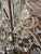 Glass Vintage Bagues Maison Style Beaded Crystal Chandelier For Sale - Image 7 of 11