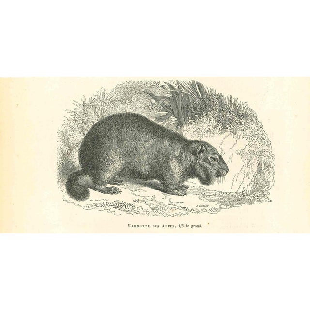 Marmotte Des Alpes is an original lithograph on ivory-colored paper, realized by Paul Gervais (1816-1879). The artwork is...