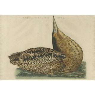 Sepp & Nozeman, Great Bittern, 1809, Paper For Sale