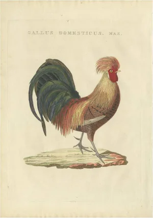 Cornelius Nozeman, Bird Illustration of a Rooster, 1829, Print
