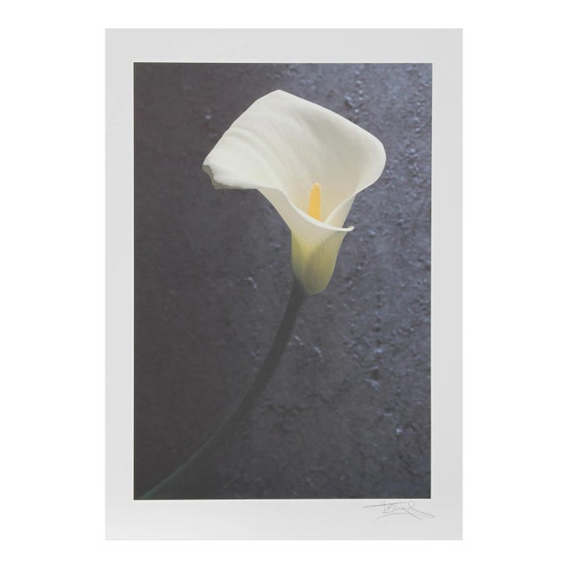 Harvey Edwards, Solo Flower, Offset Lithograph For Sale