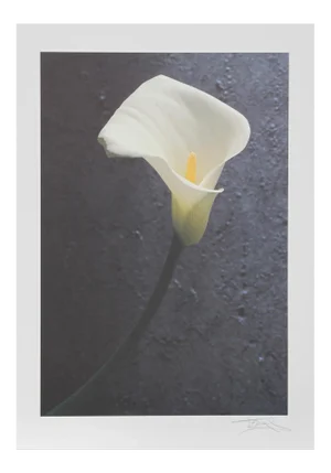 Harvey Edwards, Solo Flower, Offset Lithograph