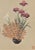 Original Botanical Lithograph-Japanese Flower Arrangement Design Matted For Sale - Image 4 of 5
