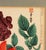 Japanese Woodblock Botanical Print of Three Distinct Varieties of Dahlia by Tanigami Kōnon For Sale In Philadelphia - Image 6 of 10