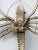 Mid-Century Brass Lobster For Sale - Image 11 of 12