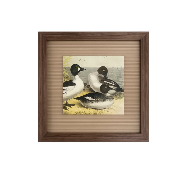 These authentic antique bird prints originate from The Birds of North America, the celebrated 19th-century ornithological...