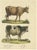 Schinz, A European Bull and Cow, 1824, Print For Sale - Image 6 of 6