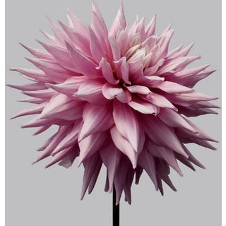 Philip Gatward, Dahlia 12, Archival Pigment Print For Sale
